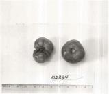 Click for 1 image(s) for this accession. FRUIT